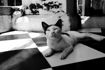 Close-up portrait of cat sitting