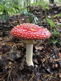 Close-up of fly agaric mushroom on field