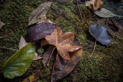 High angle view of dry maple leaf on land