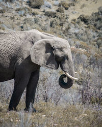 Side view of elephant in field
