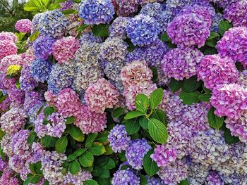 High angle view of purple hydrangea