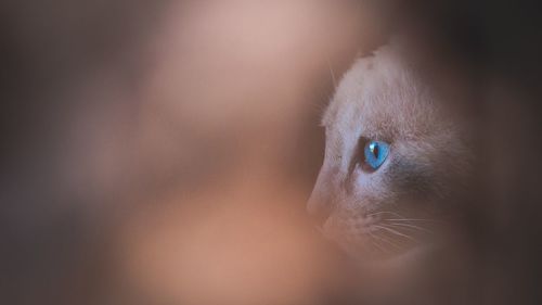 Close-up of a cat