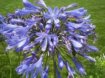 Close-up of purple flower blooming in field