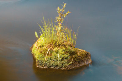 Close-up of plant on rock by lake