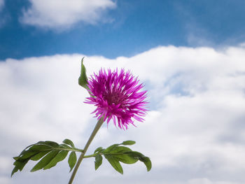 Close-up of pink flowering plant against sky