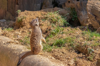 Close-up of meerkat on rock