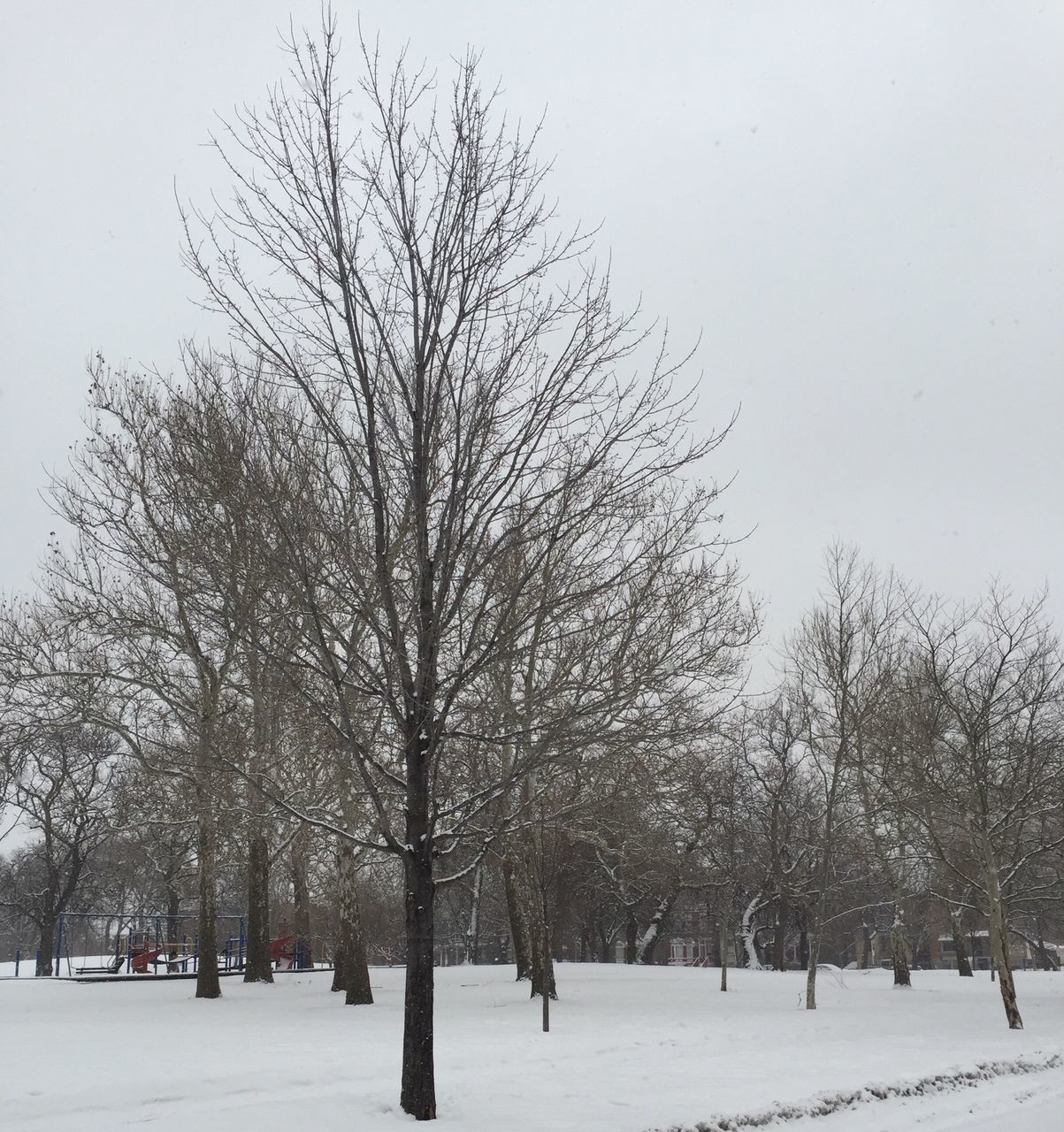 snow, winter, cold temperature, tree, season, weather, bare tree, covering, nature, tranquility, branch, landscape, tranquil scene, field, white color, beauty in nature, clear sky, covered, frozen, scenics