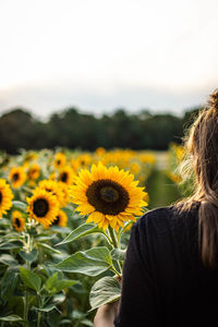 Rear vie of woman by sunflower plants against clear sky