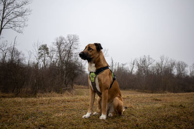 Dog sitting on field