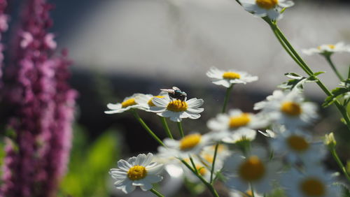 Close-up of bee on yellow flowers