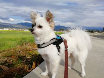 Chihuahua on field against sky