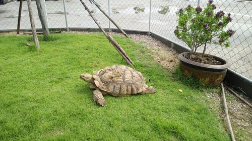 View of crab on grass in yard