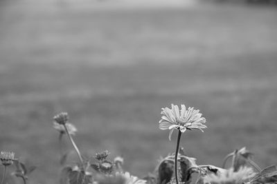 Close-up of flowering plant on field