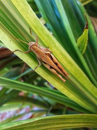 Close-up of insect on leaf