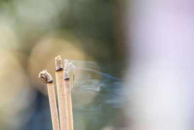 Close-up of burning incense sticks outdoors