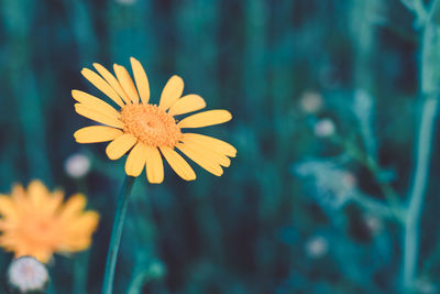 Close-up of yellow daisy flower