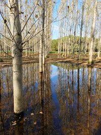 Reflection of trees in lake against sky