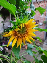 Close-up of yellow flowering plant