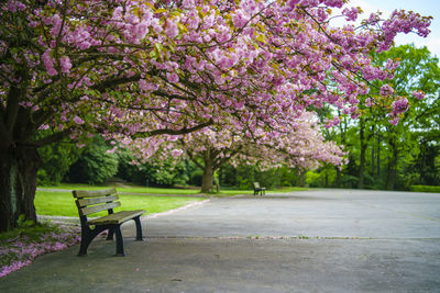View of pink flower tree in park