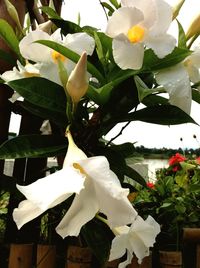 Close-up of flowers blooming outdoors