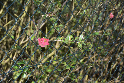 Close-up of pink flowering plants