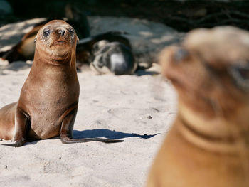 Close-up of sea lion