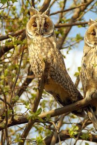 Low angle view of owl perching on tree
