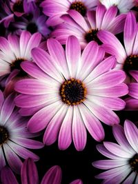 Close-up of pink flowers
