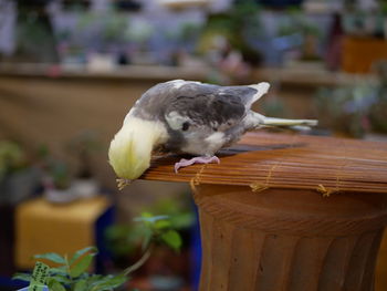 Close-up of a bird perching on wooden table