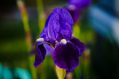 Close-up of blue flower blooming outdoors