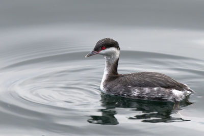 Duck swimming in lake