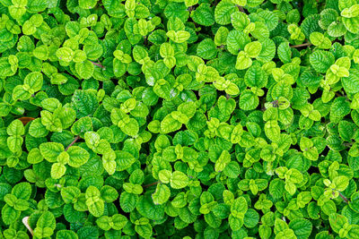 Full frame shot of fresh green leaves