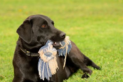 Black dog carrying textile in mouth while resting on grassy field