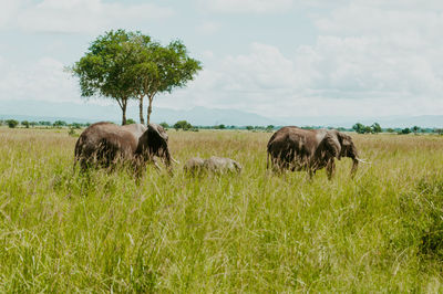 African elephants grazing in mikumi national park