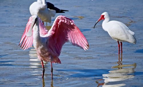 Birds in water