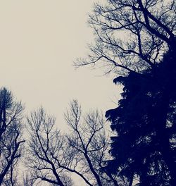 Low angle view of bare trees against clear sky