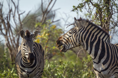 Zebras at national park