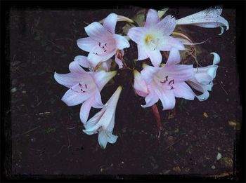 Close-up of flowers blooming outdoors