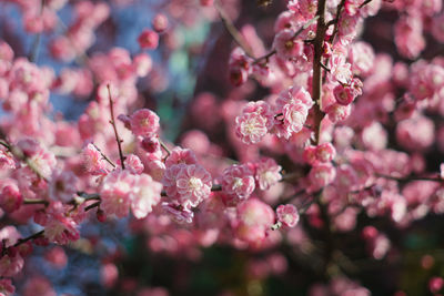 Close-up of pink cherry blossom