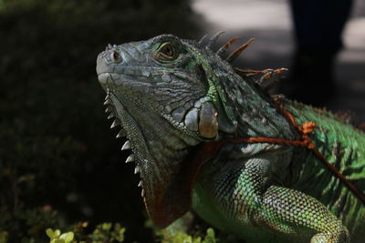 Close-up of lizard