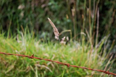 Close-up of bird flying over grass