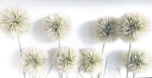 Directly above shot of cactus plants