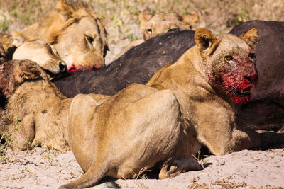 Lion family feeding dead buffalo on field during sunny day