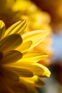 Close-up of yellow flower