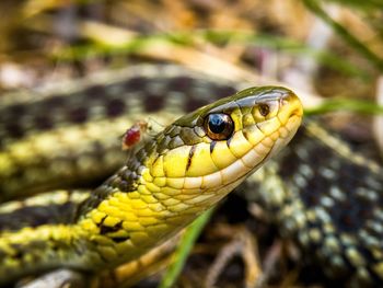 Close-up of lizard on field