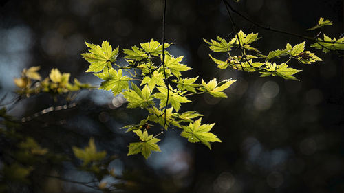 branch