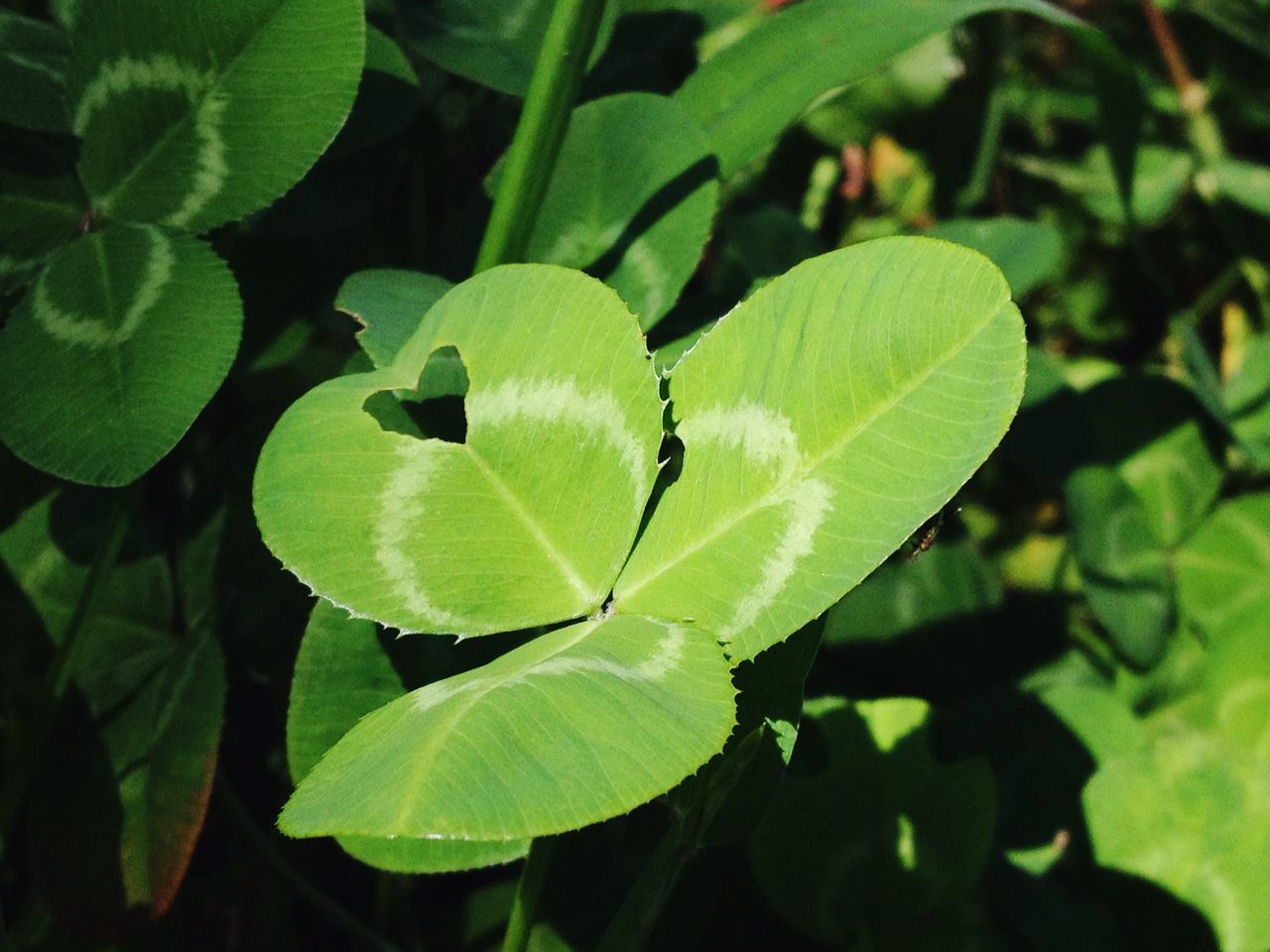 leaf, green color, growth, leaf vein, plant, close-up, nature, leaves, focus on foreground, beauty in nature, green, natural pattern, no people, day, sunlight, outdoors, freshness, tranquility, botany, high angle view