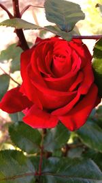 Close-up of red rose