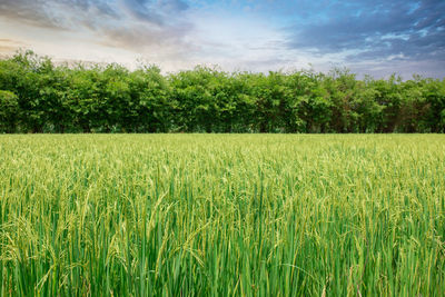 Scenic view of field against sky