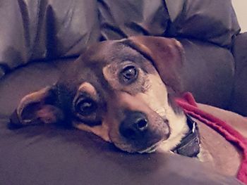 Close-up portrait of dog